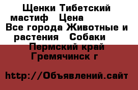  Щенки Тибетский мастиф › Цена ­ 50 000 - Все города Животные и растения » Собаки   . Пермский край,Гремячинск г.